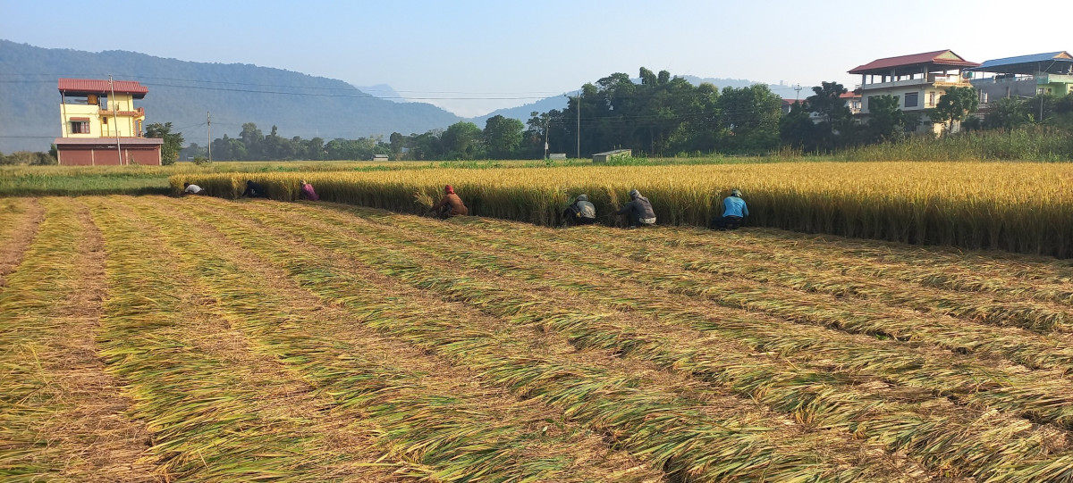 नवलपुरमा वर्षाले एक करोड ८० लाख बराबरको धानमा क्षति