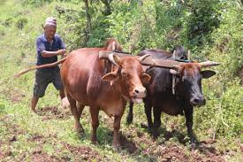 सुदूरपश्चिममा हलगोरु पाल्ने कृषकलाई प्रोत्साहन कार्यक्रम