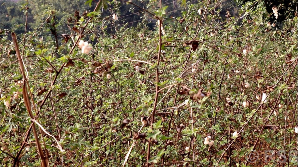 परम्परागत कपास खेती प्रवर्द्धन गर्दै अरुण गाउँपालिका