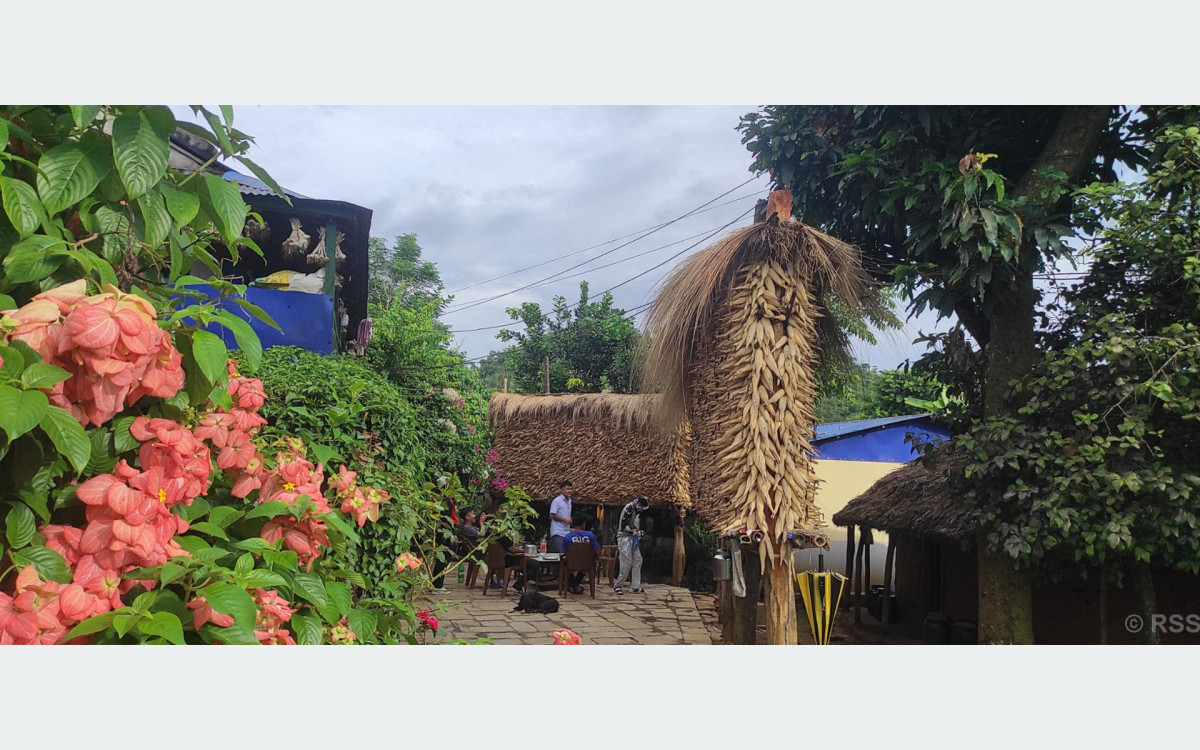 तनहुँमा मकै उत्पादन बढ्यो