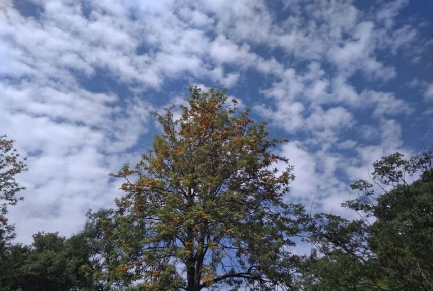 आज देशभरको मौसम मुख्यतया सफा रहने