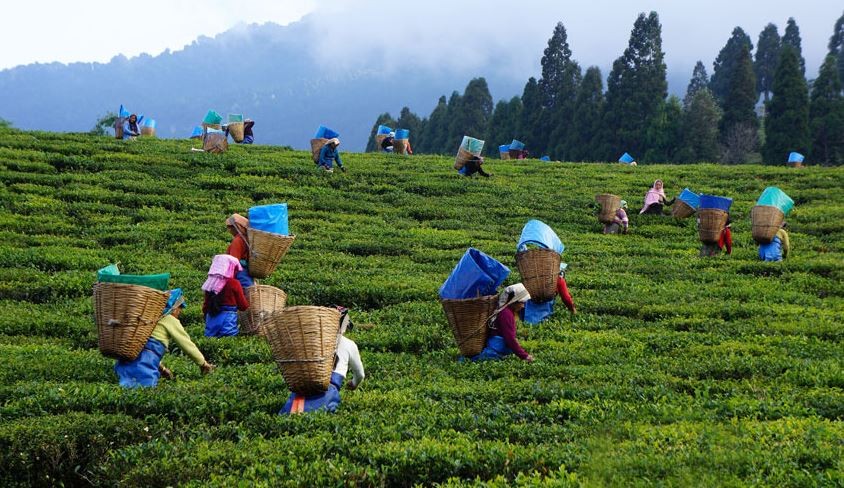 भारतको गैर-भन्सार अवरोधले नेपाली चिया निर्यात ठप्प, उद्योग सङ्कटमा