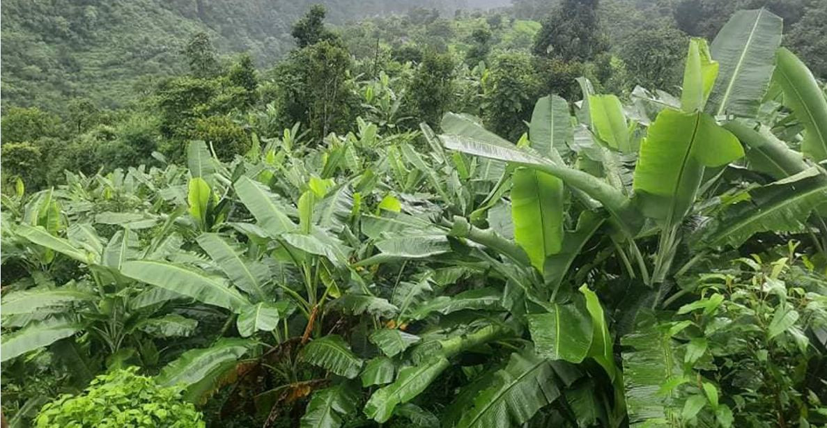 केरा खेतीबाट आत्मनिर्भर बन्दै बोरुङका किसान, वार्षिक ३ लाख आम्दानी