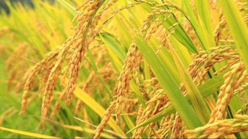 चैते धानको न्यूनतम समर्थन मूल्य कार्यान्वयन गर्न मन्त्रालयको आग्रह