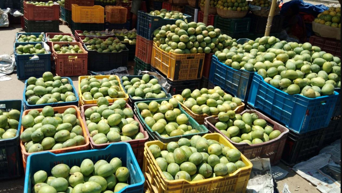 धनुषाको चित्रपुरमा आँप महोत्सव : बगैँचामै टिप्न र स्वाद लिन पाइने