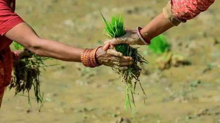 देशभर ५० प्रतिशत धान रोपाइँ सम्पन्न : सबैभन्दा बढी सुदूरपश्चिममा, कोशी र मधेशमा कम