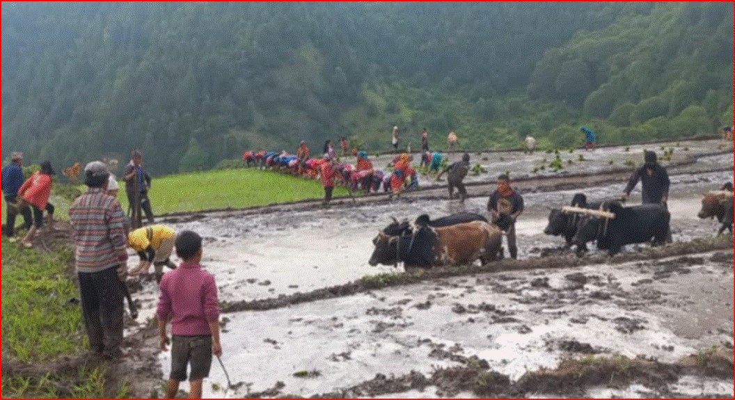 बाजुरामा धान रोपाइँ तीव्र, ८४ प्रतिशत जमीनमा लगाइ सकियो