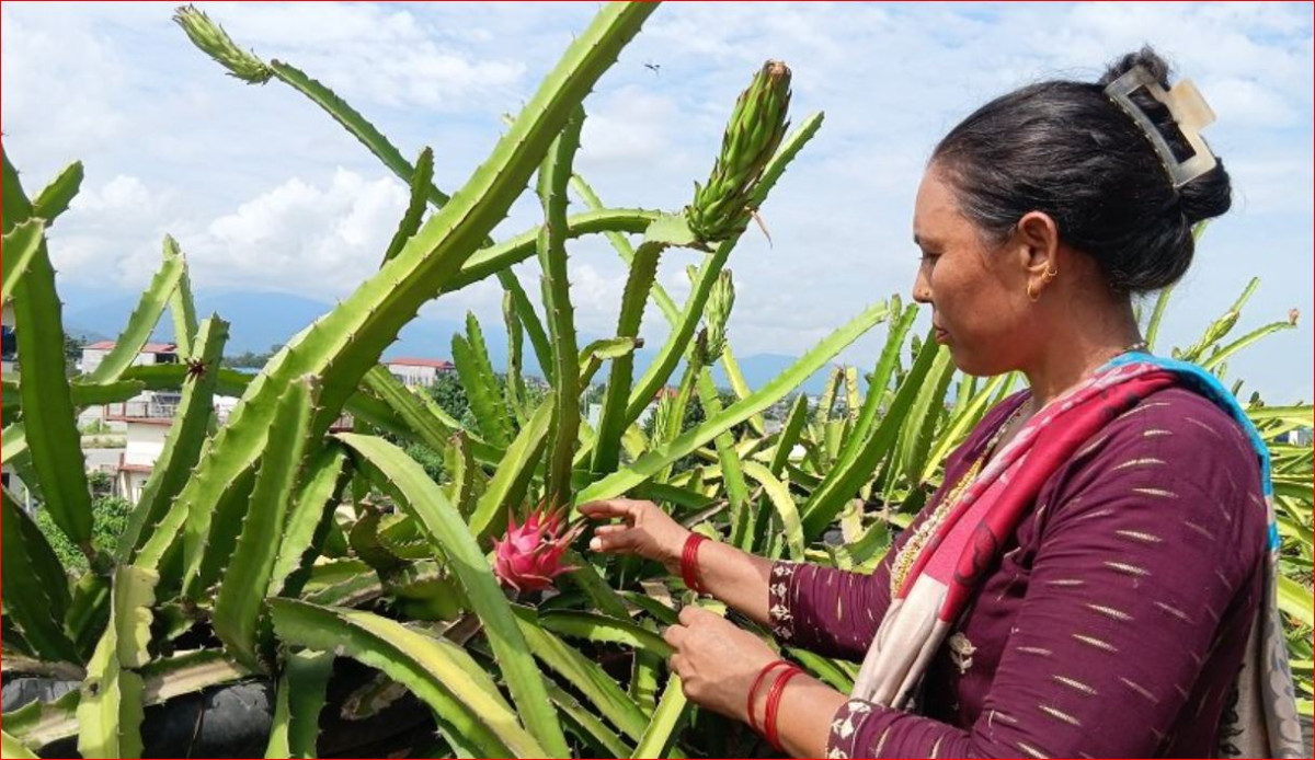 कौसीमा ड्रागन फल खेती गरेर वार्षिक आठ लाख आम्दानी