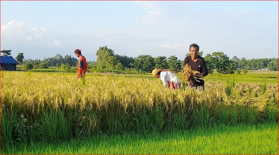 दोस्रोपटक भित्र्याए सुदूरपश्चिमका किसानले चैते धान, मारेको ठाउँबाट उत्पादन हुन थालेपछि किसान उत्साहित