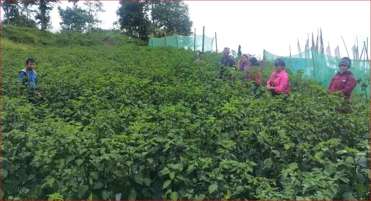 व्यावसायिक अकबरे खुर्सानीखेतीमा रमाउँदै र कमाउँदै पौवादुङका किसान