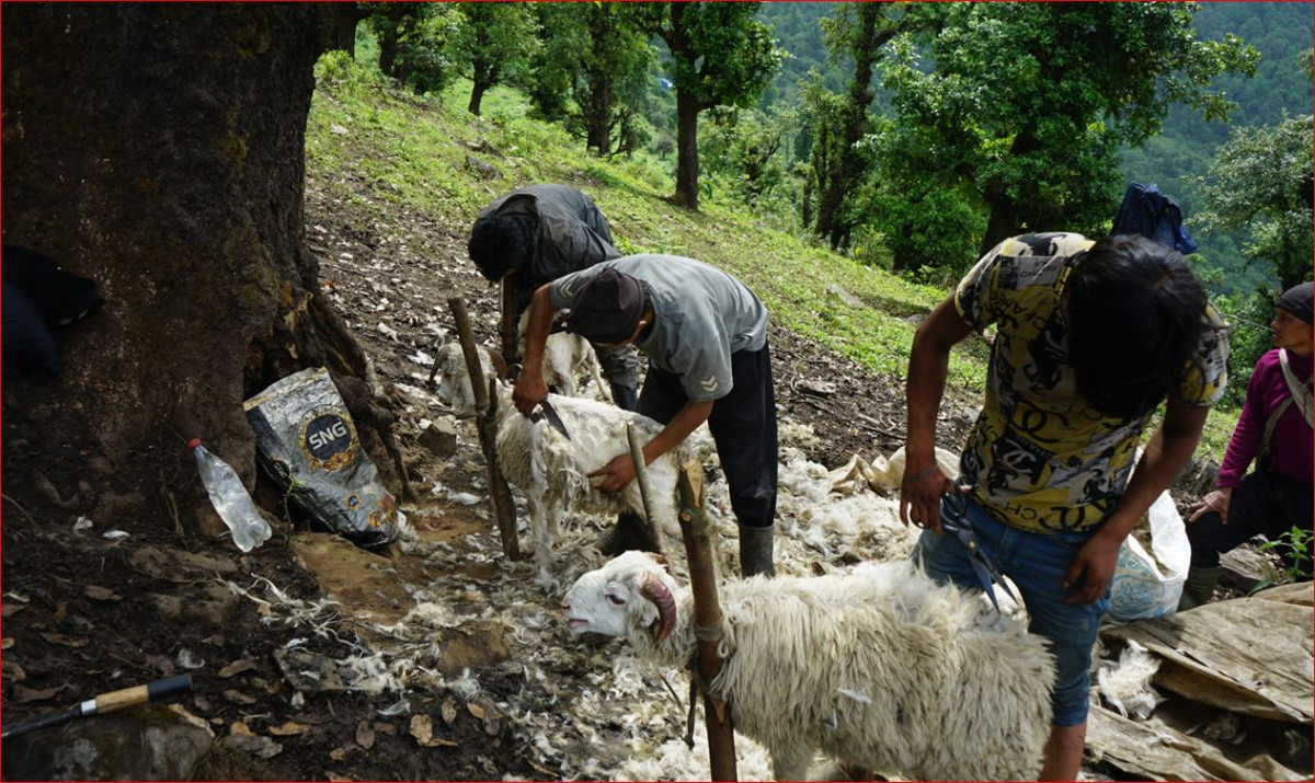 राडी, पाखी, काम्लो, हरदुब्लोको प्रयोग घट्दो, जङ्गलमै फालिन्छ भेडाको ऊन