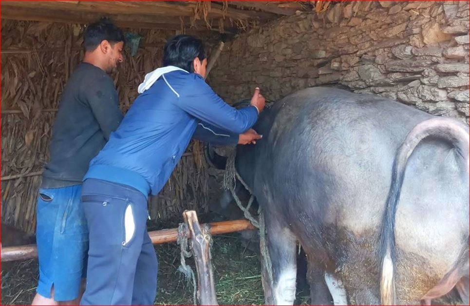 बागलुङमा एक लाख ९३ हजार पशुचौपायालाई खोप