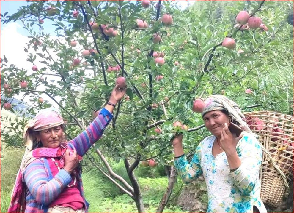 जुम्ली किसानलाई स्याउ टिप्न भ्याइनभ्याइ, घरमै आउँछन् व्यापारी