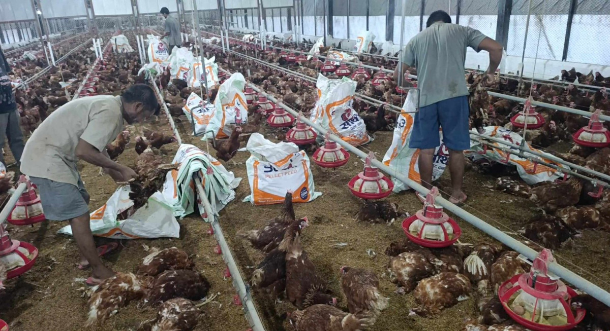 विद्युत् ‘फेज’ असन्तुलनले एकै रातमा दुर्गाले गुमाए करोडौँको लगानी, भन्छन् - बिमा भए राहत मिल्ने थियो