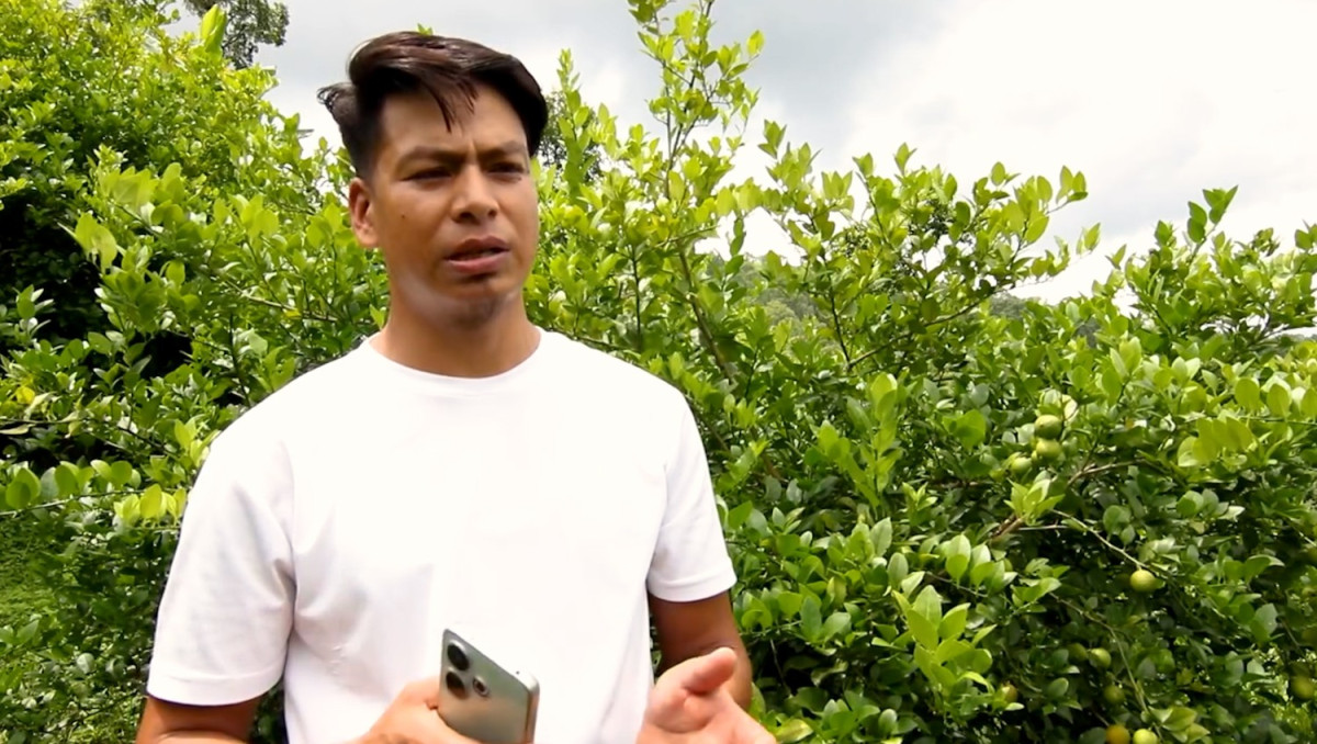 कागतीको माग उच्च र राम्रो मूल्य पाउने भएपछि कागती खेतीमा बढ्यो किसानको आकर्षण