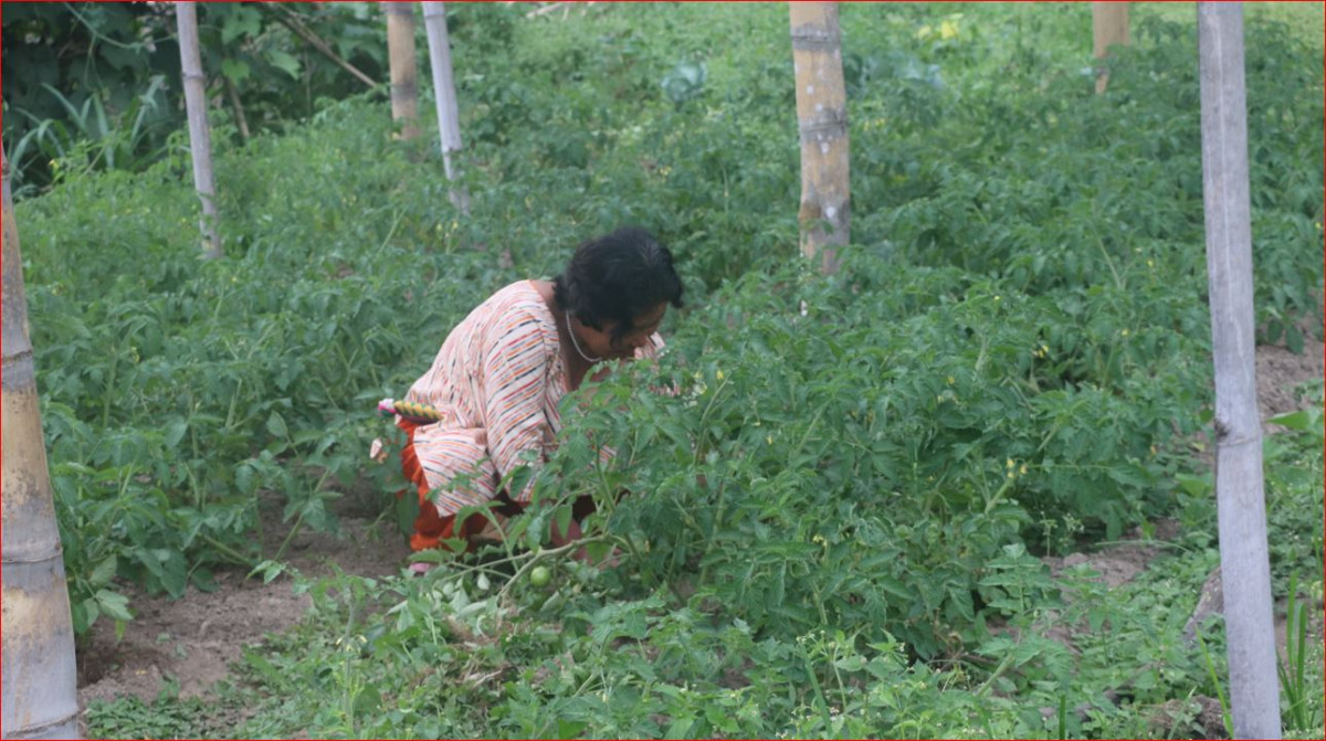 शिक्षण पेसा छोडेर कसरी प्रेरणादायी किसान बनिन् मायादेवी ?