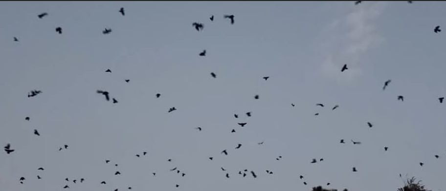 काठमाडौँमा बर्डफ्लु कागले फैलायो  – पशु सेवा विभाग