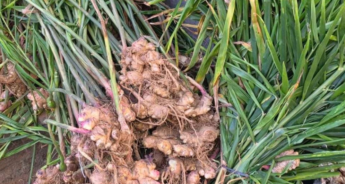 छठ पर्वमा हेटौंडाका किसानलाई अदुवा विक्रीबाट आम्दानी