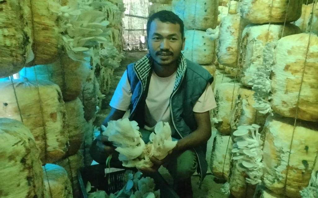 च्याउखेती गरेर गाउँमै आत्मनिर्भर बने शुक्लाफाँटाका राना,  बार्षिक आम्दानी कति ?