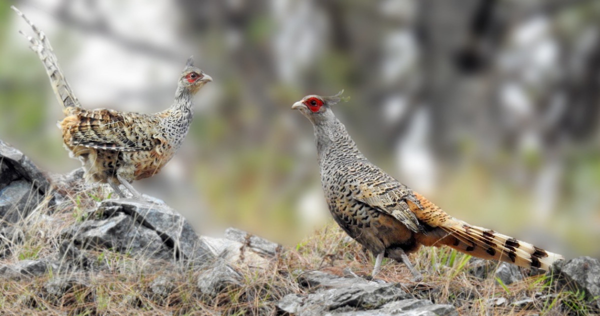 दुर्लभ पन्छी मानिने चिरकालिजको सङ्ख्या कति पुग्याे ?