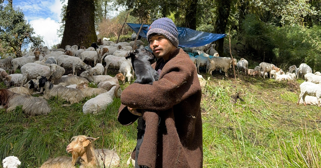 भेडापालनमै भविष्य खोज्दै म्याग्दीका युवा आस्मन