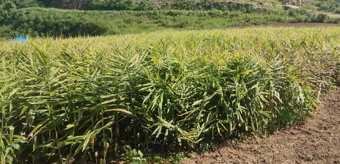 बेमौसमी वर्षाले अदुवामा क्षति, मूल्य खस्किएपछि  किसान मारमा