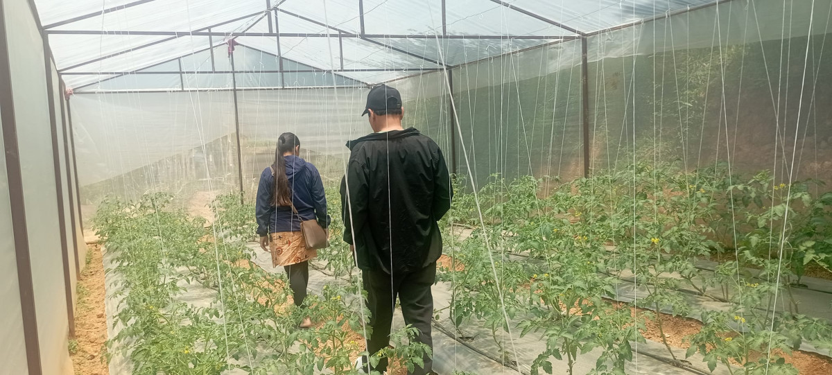 ‘हाइटेक टनेल’ बनाउन गाउँपालिकाको दुई करोडभन्दा बढी अनुदान, गाउँमै युवालाई राख्ने रणनीति