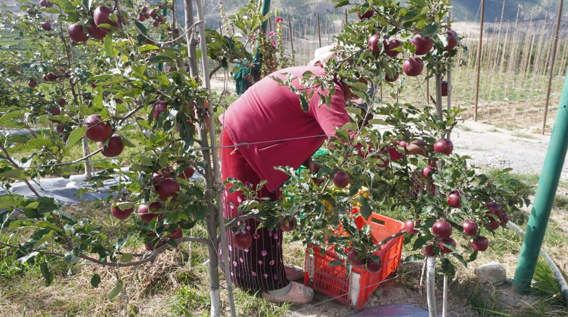 मुस्ताङमा स्याउको उत्पादन घट्यो तर, बढ्यो आम्दानी