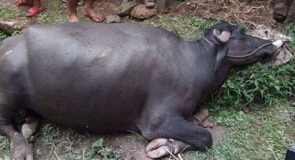 चितवनका गाईभैँसीमा खोरेत रोगको समस्या, पशुसेवा कार्यालयको यस्तो आग्रह