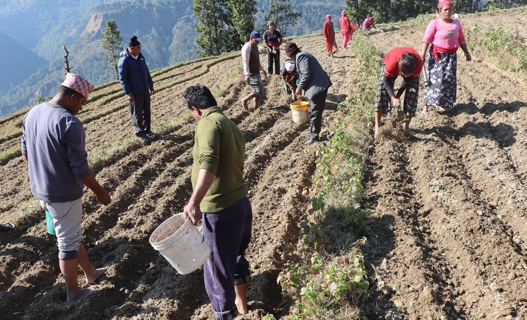 जलजला आलुको बीउमा आत्मनिर्भर, बाँदरको समस्याले चुनौति सिर्जना गर्दै