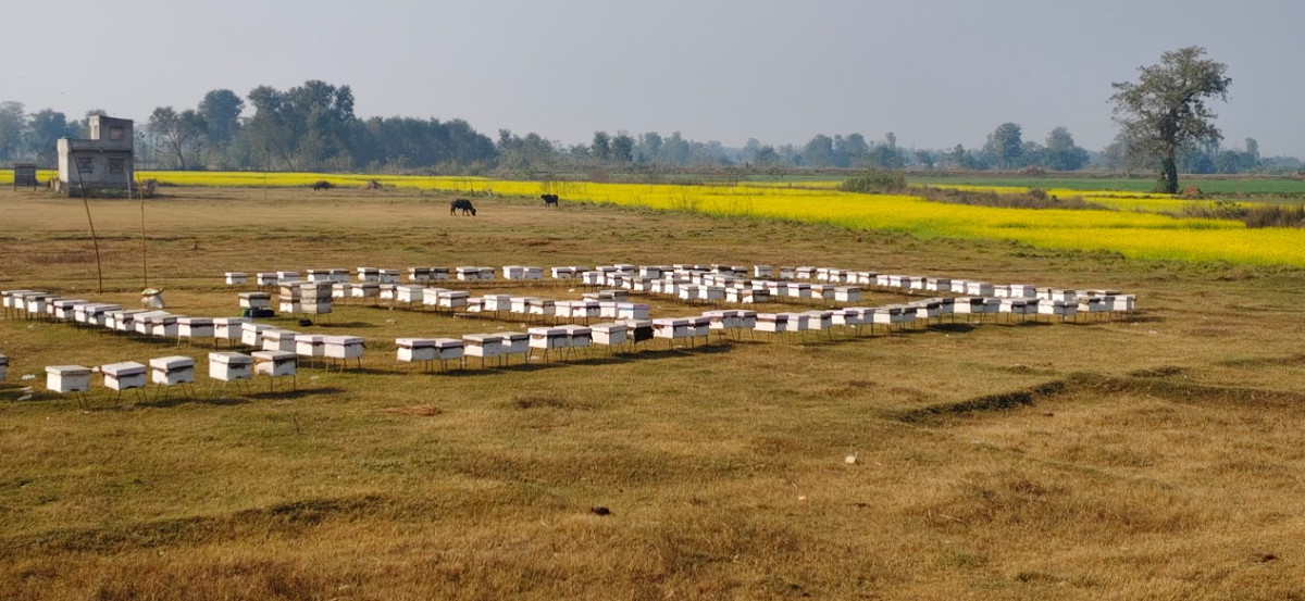 बिनोद हमाल जसले गर्छन, महबाटै करोडको कारोबार