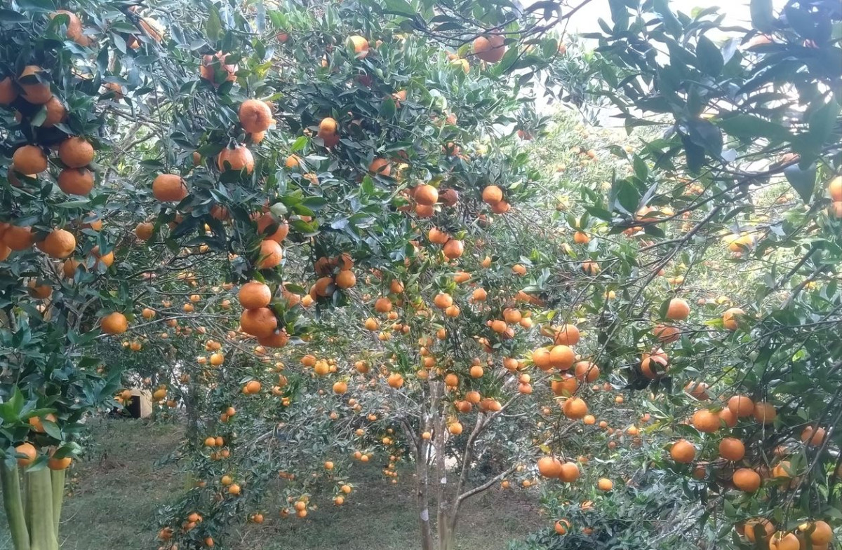 १० करोड बढीमा बिक्री भए भीरकोटका सुन्तला, एक जना किसानका हातमा पर्यो ३५ लाखसम्म