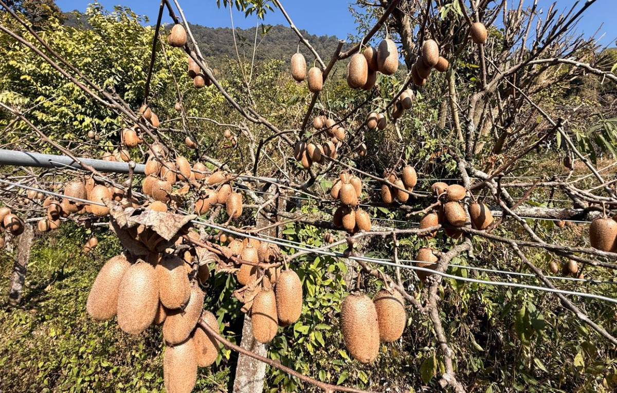 भार्सेका कृषक व्यावसायिक किबीखेतीतर्फ आकर्षित, वार्षिक ८० लाखभन्दा बढी आम्दानी