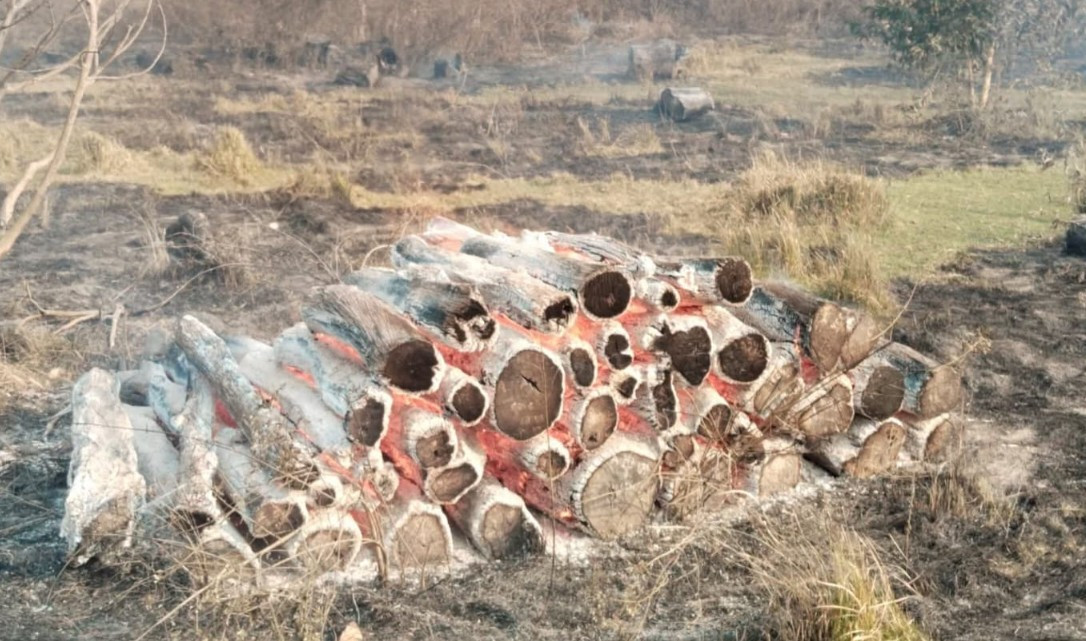 रौतहटको नमुना सामुदायिक वनमा आगलागीः १ करोड बढीको काठ नष्ट