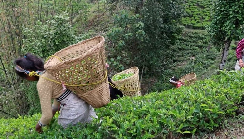 चिया निर्यातसम्बन्धी समस्या कूटनीतिक पहलबाट समाधान गर्नुपर्ने सुझाव