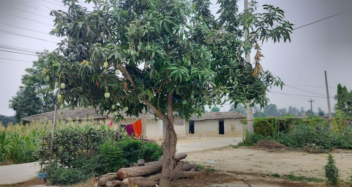 बोट एउटा तर कसरी फल्यो दुई फरक जातका आँप ?