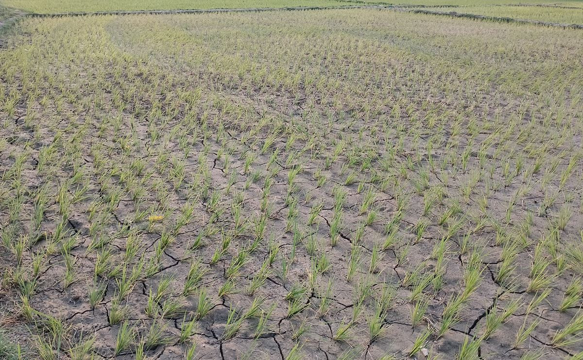 बर्दघाट क्षेत्रमा वर्षा नहुँदा अत्यधिक गर्मीसहित पानीको हाहाकार