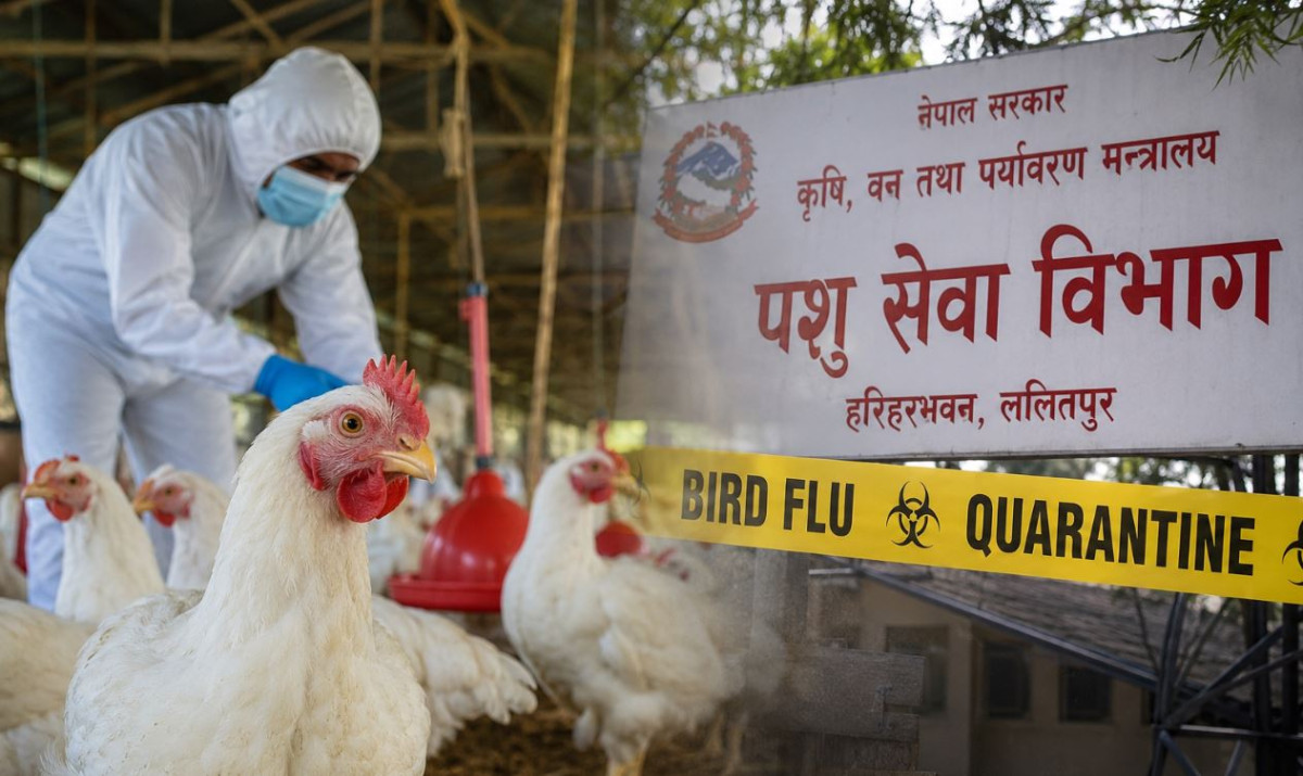 कुखुरापालक किसानलाई ५० करोड राहत