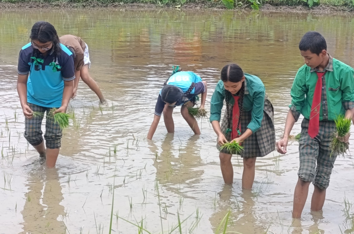 चितवनका विद्यार्थी धान रोप्न सिक्दै