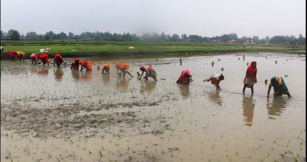 देशभर २४.९ प्रतिशत धान रोपाइँ, पर्याप्त वर्षा नहुँदा समस्या
