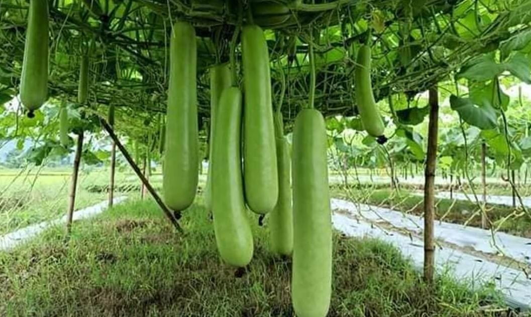 धुव्रतारा कृषि सहकारीद्वारा अर्गानिक लौकाखेती, दैनिक दुई क्विन्टलभन्दा बढी बिक्री