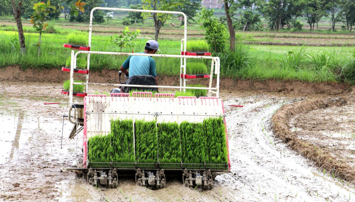रोपाइँ गर्न धेरै जनशक्ति र धेरै समय नलाग्ने, किसान उत्साहित