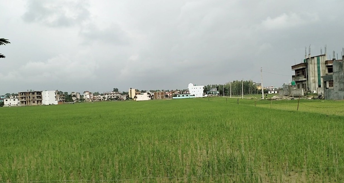 रासायनिक मलको अभावमै रोपाई गर्न बाध्य भए सूदूरपश्चिमका किसान