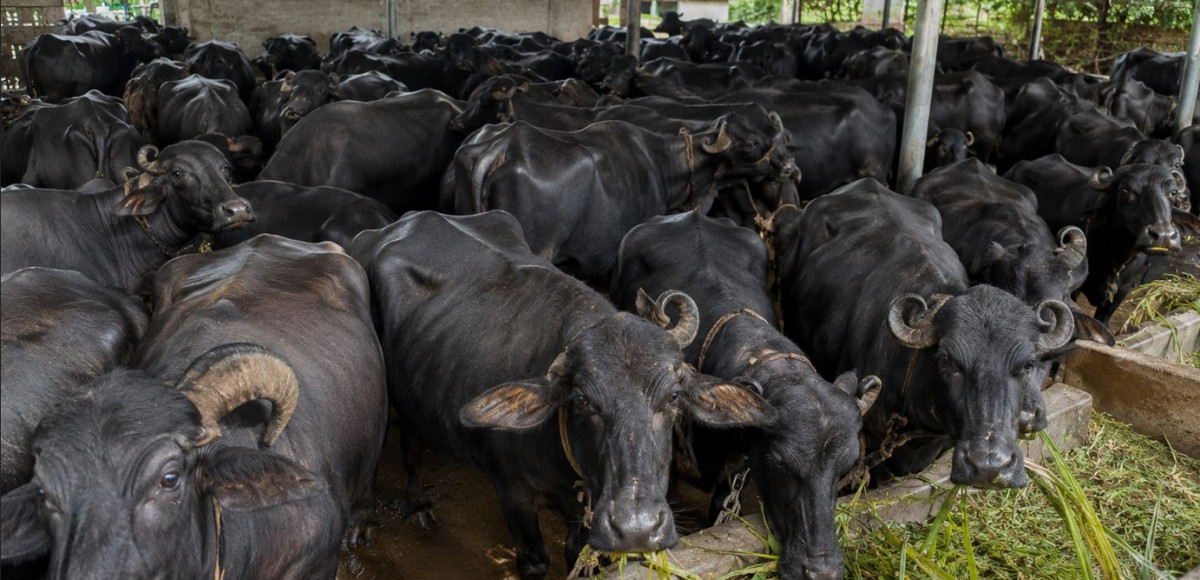 विदेश होइन, गाउँमै भविष्य : उन्नत भैँसीपालनबाट मासिक एक लाख आम्दानी