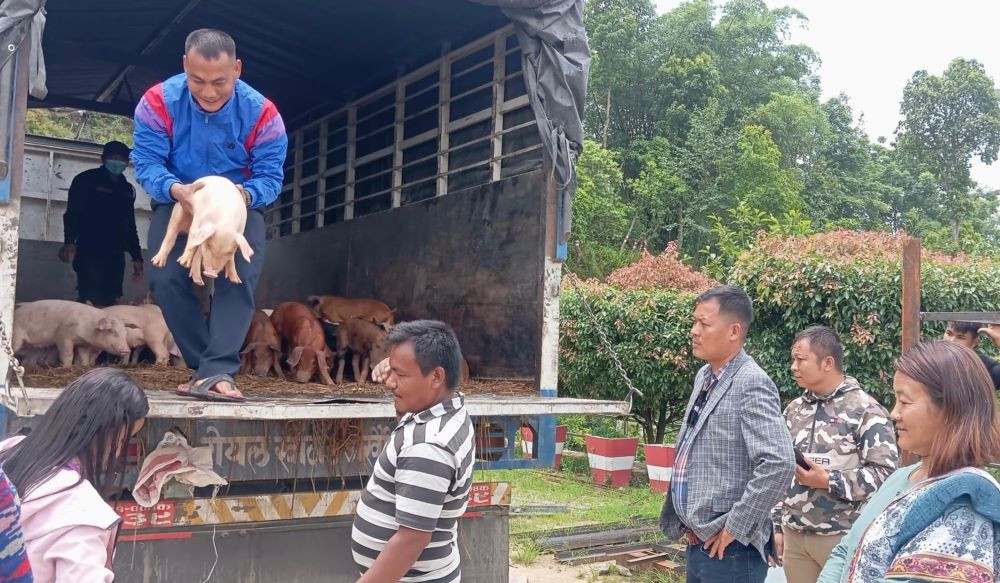 आम्दानी वृद्धि गर्न महिला, अपांग र विदेशबाट फर्किएकालाई बंगुरका पाठापाठी वितरण