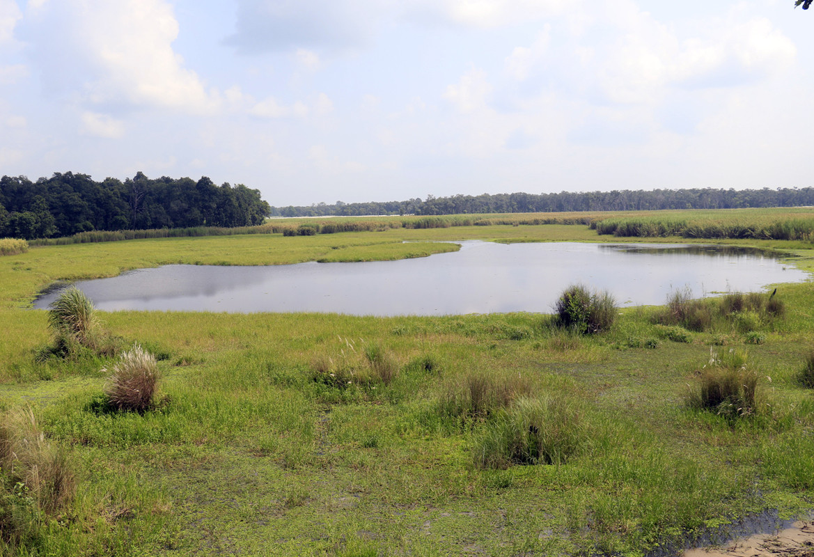 शुक्लाफाँटामा जलपक्षीको संख्या बढ्यो
