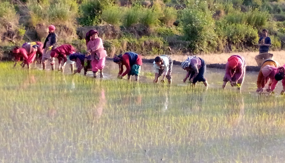 कर्णालीमा ९६ प्रतिशत धान रोपाइँ