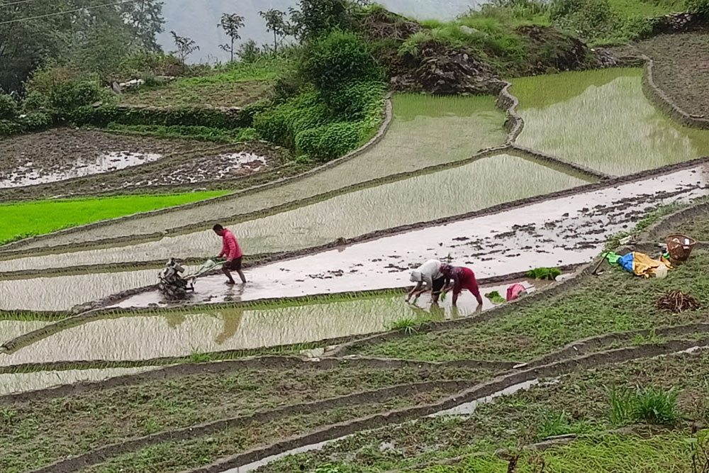 पर्‍याप्त वर्षा नहुँदा तनहुँका टारी खेतमा हुन सकेन रोपाइँ 
