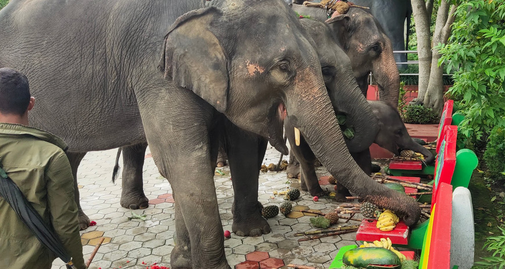 चितवनमा पुस ११ देखि १९ औँ हात्ती तथा पर्यटन महोत्सव हुने