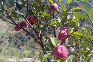 असिनापानीले स्याउ बगैँमाचामा क्षति